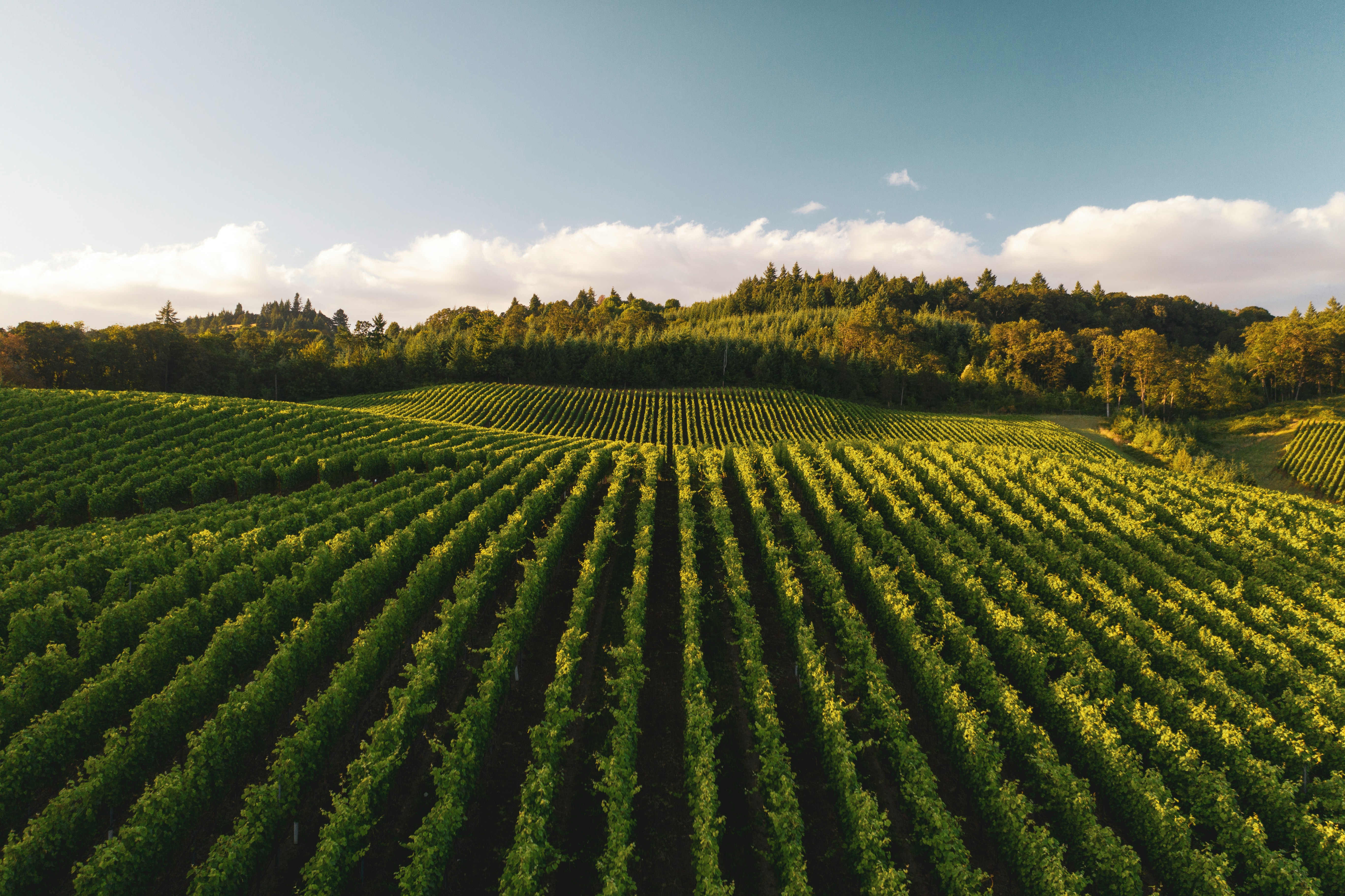 Vignes et lisière de forêt au soleil couchant