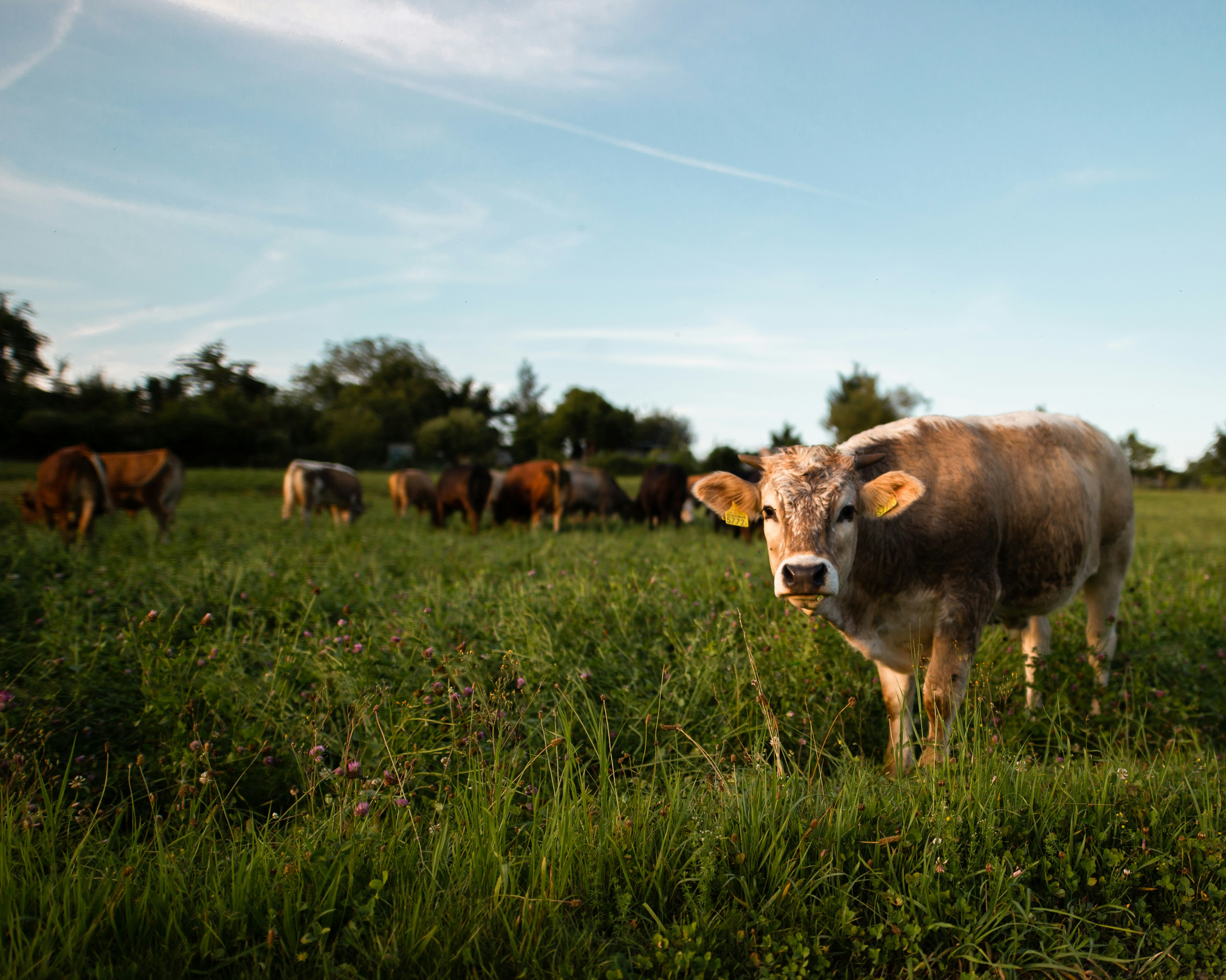 Bovin dans une prairie fleurie